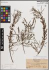 Foto von Salix eleagnos subsp. angustifolia (Cariot) Rech. f.